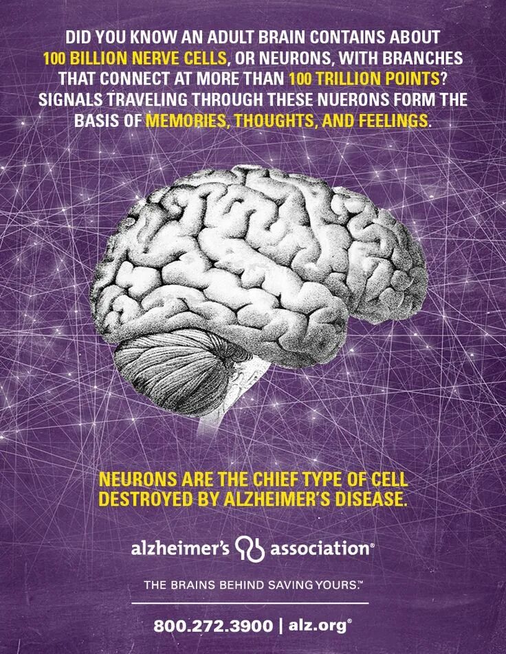 Brain contain