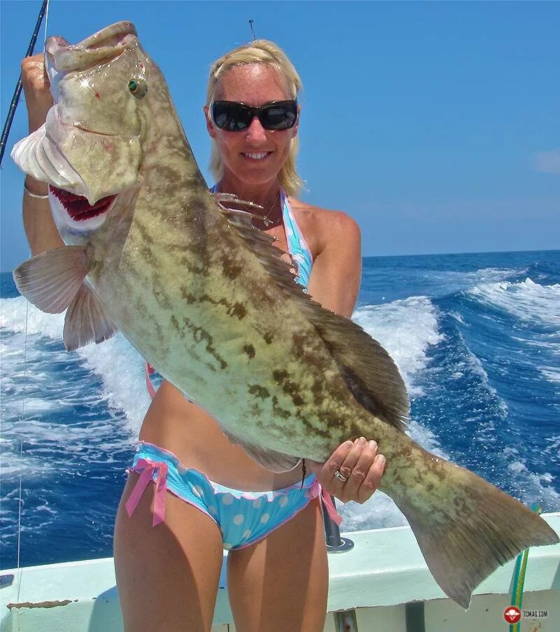 рыбалка на большом барьерном рифе. тихоокеанский голубой тунец. лосось рыба большая. рыбы флориды. рыба анна.