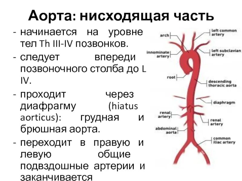 Аорта дуга аорты анатомия. Грудная аорта париетальные ветви анатомия. Грудной отдел аорты схема. Ветви брюшной аорты анатомия. Ишемия латынь