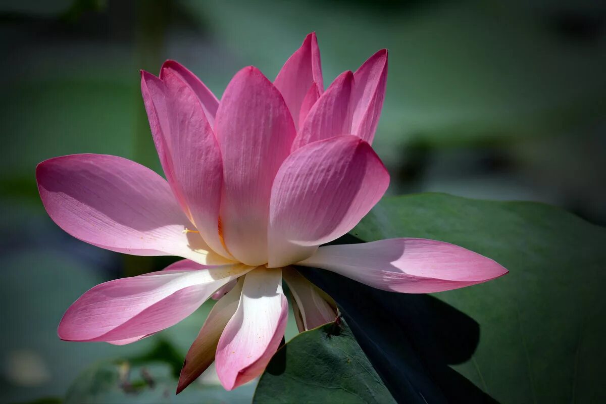 лотос орехоносный красная. красивые цветы из красной книги. лотос орехоносный красная. красивые цветы из красной книги. лотос орехоносный.