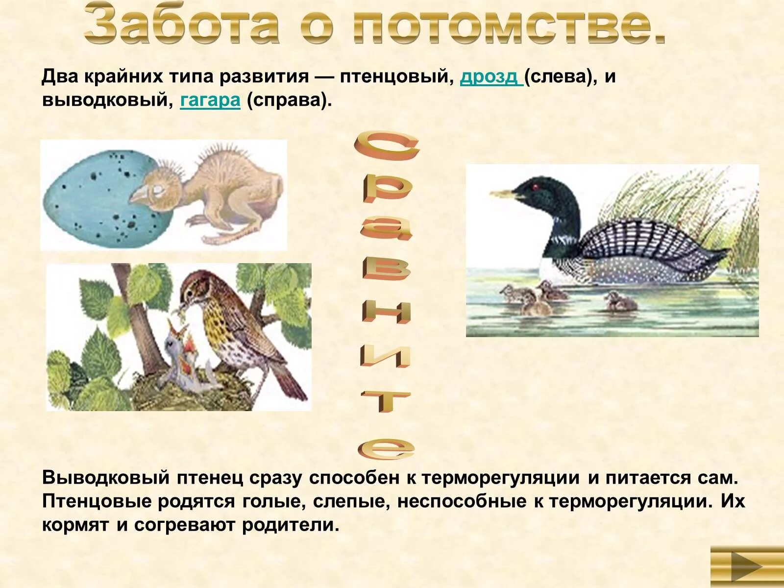 Привести примеры заботы о потомстве. Забота о потомстве. Забота о потомстве у птиц. Птицы по типу развития. Типы развития птиц.