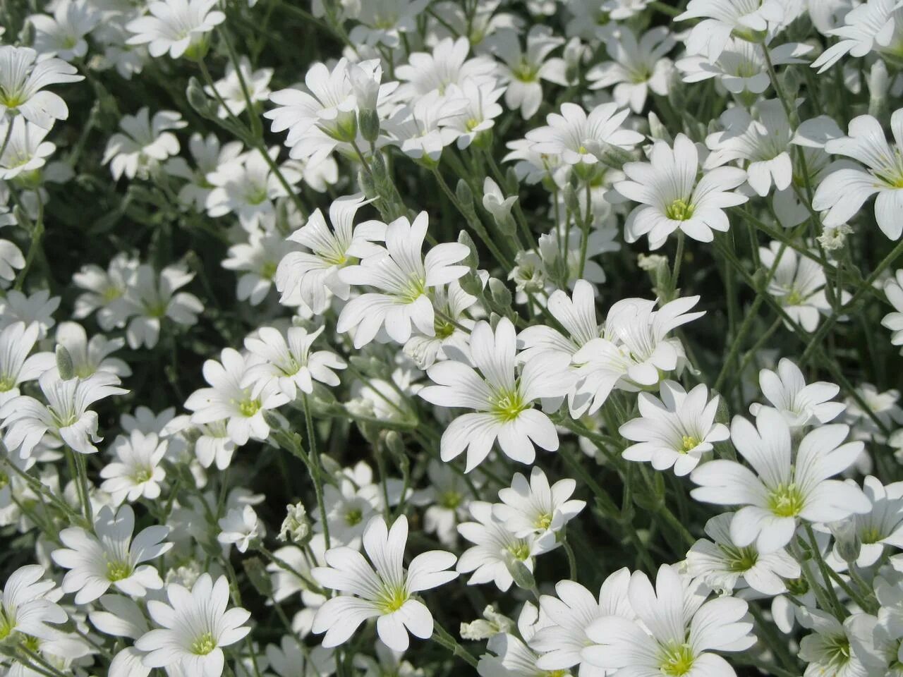 Белые цветы. Маленькие беленькие цветочки. Мелкие белые цветочки. Маленькие белые цветы. Название цветов мелкие белого цвета