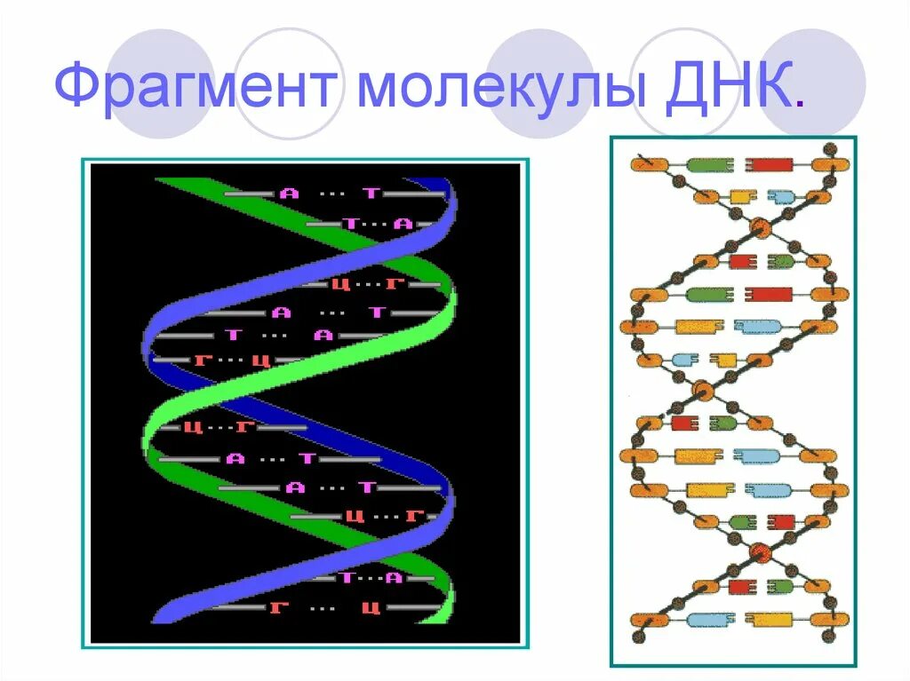 Фрагмент молекулы ДНК. Молекула ДНК. Нуклеиновые кислоты. Молекула нуклеиновой кислоты. Достройте молекулу днк
