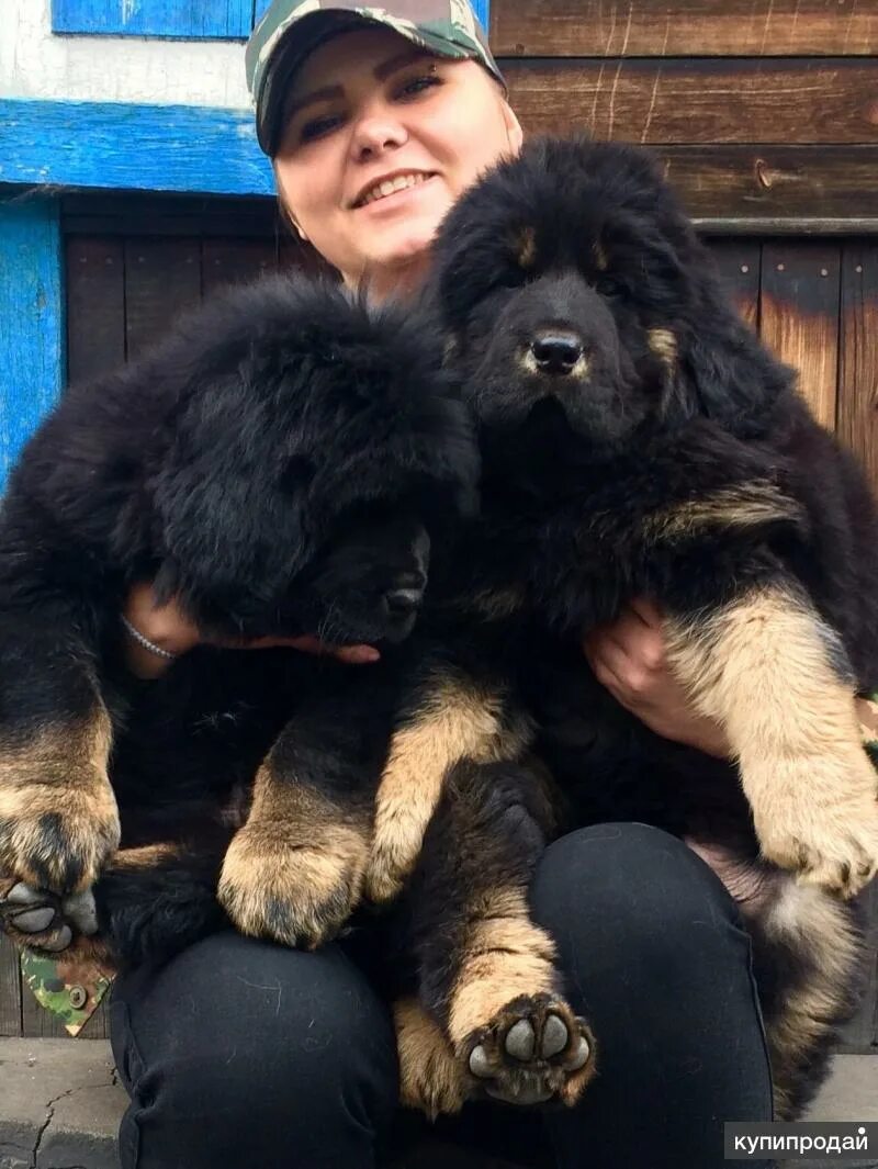 Куплю щенка в новокузнецке. Тибетский мастиф черный подпалый. Тибетский мастиф щенок черный. Город Новокузнецк собаки. Тибетский мастиф черно-подпалый фото.