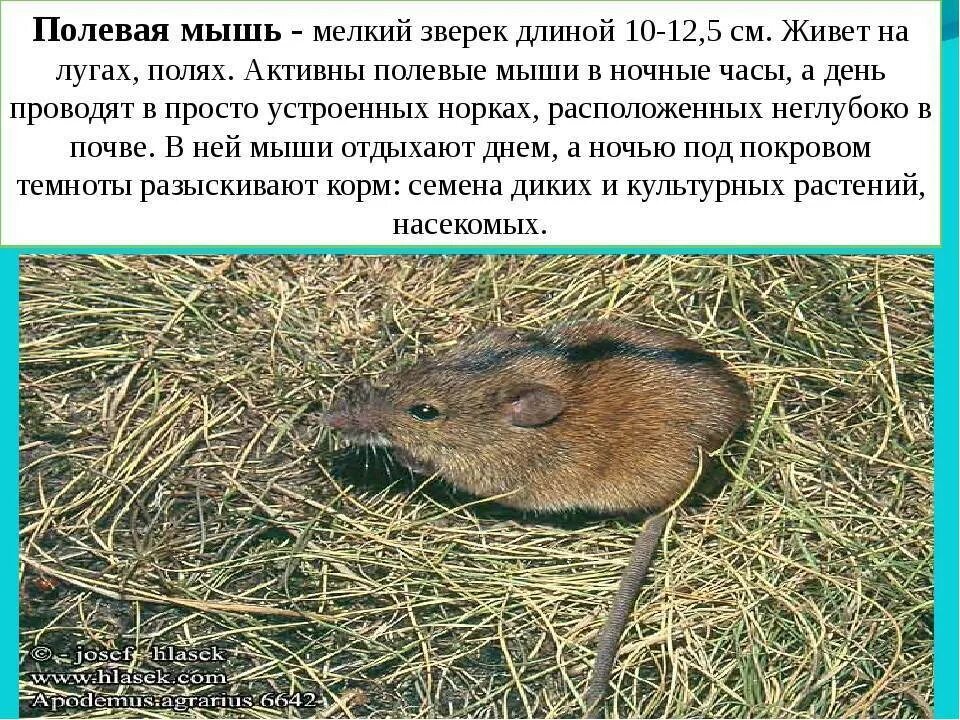Мышь это зверь или нет. Мышь полёвка описание. рассказ о мыши полевки. мышь полёвка среда обитания. мышка полевка описание.
