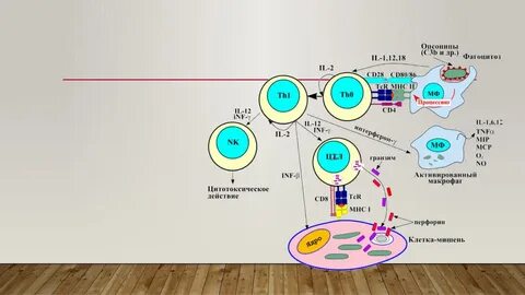 Противоопухолевый иммунный ответ