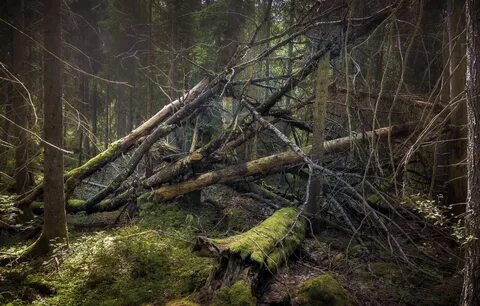 Хохлома затерявшееся в глуши дремучих егэ ответы