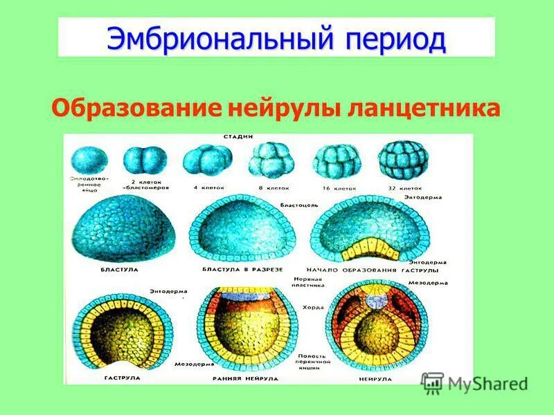 Образуется зигота располагается зародышевый