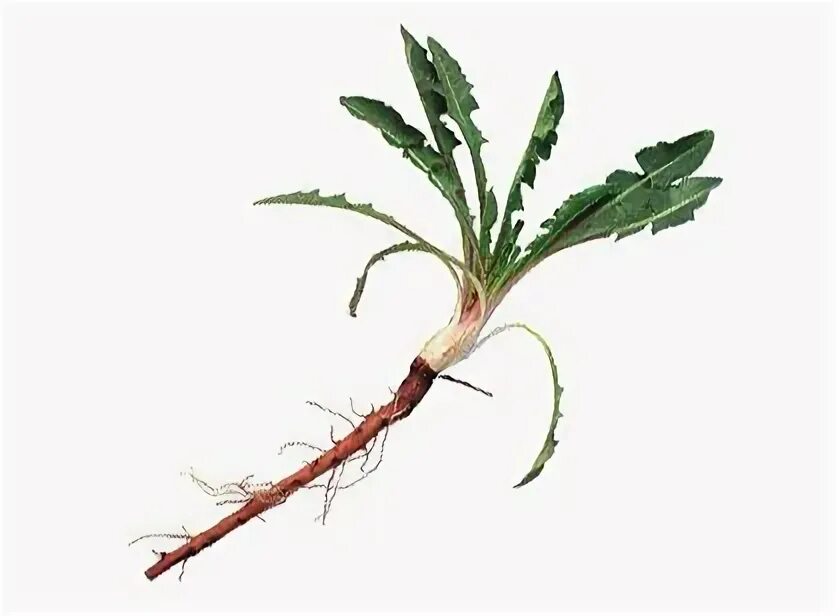 Одуванчик лекарственный гербарий. Корень сложноцветных растений. Лен кустарник или травянистое растение. Семейство астровые. Корень астровых.