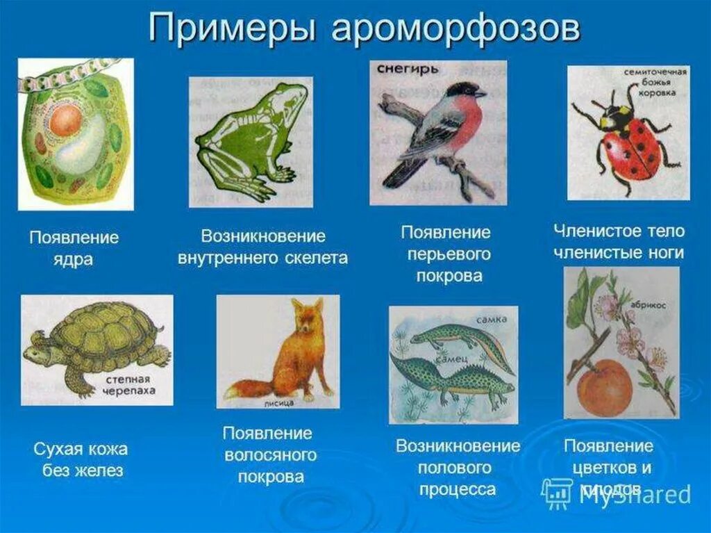 Ароморфоз примеры. Примеры ароморфоза в биологии. Ароморфоз примеры у животных. Алломорфоз примеры.