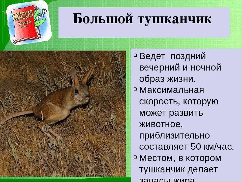 Тушканчик сообщение 4. Животные и растения ульяновской области занесенные в красную книгу. красная книга ульяновской области животных. большой тушканчик красная книга воронежской области. красная книга животных ульяновской области 4 класс.