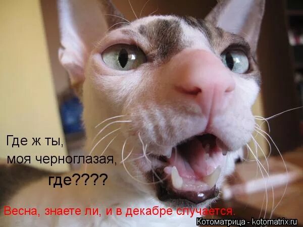 видео где ж. где я теперь харчеваться буду. видео где ж. собачье сердце фильм полиграф полиграфович шариков. где ж ты, мой сад» соловьева-седого — фатьянова.