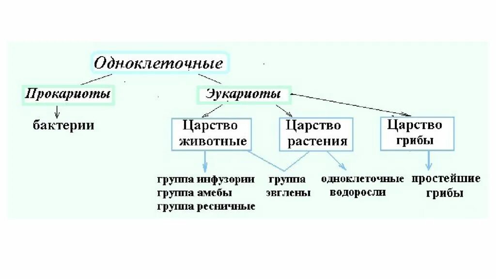 Группы организмов прокариот. Классификация организмов" (одноклеточные и многоклеточные организмы. Классификация живых организмов одноклеточные и многоклеточные. Классификация животных одноклеточные и многоклеточные организмы. Одноклеточные эукариоты классификация.