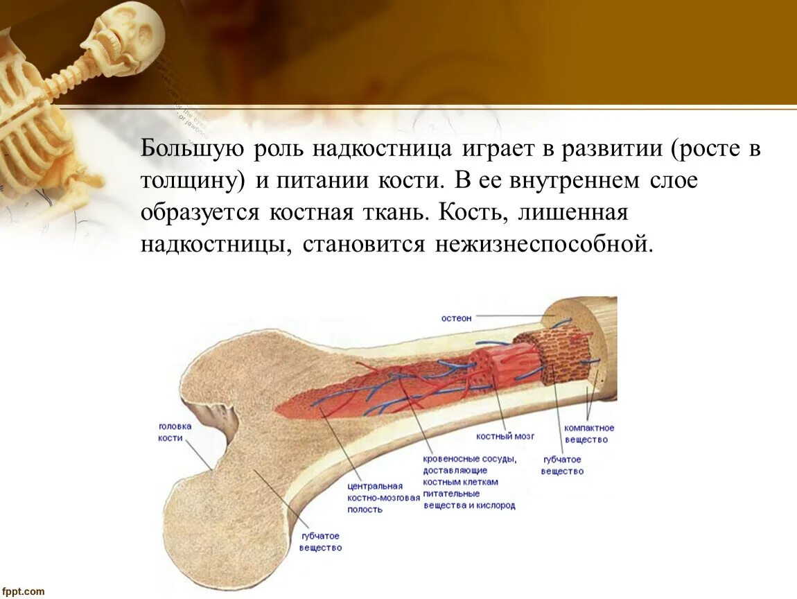 Питание кости обеспечивает. Строение кости. Надкостница. Надкостница кости. Надкостница костей образована.