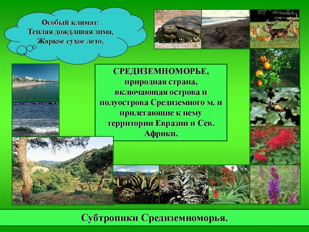 Природно климатические зоны евразии. Природные зоны Евразии Средиземноморский. Растения средиземноморского климата. Растения субтропиков. Природные зоны в средиземноморском поясе Евразии.