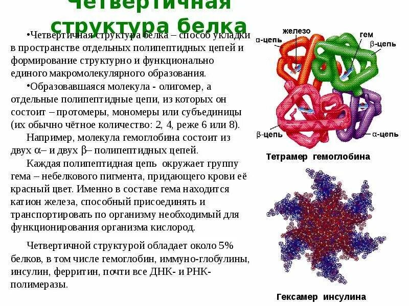 Четвертичная структура белка формируется в результате. Четвертичная структура белка глобула. четвертичная структура белка цепь. четвертичная структура инсулина. неупорядоченная структура белка.