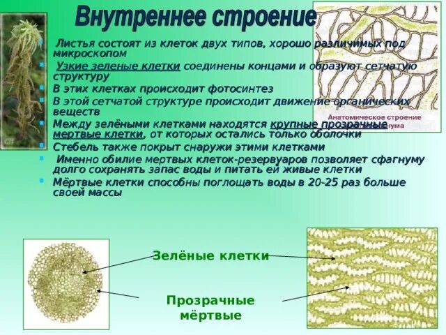 Водоносные клетки в листьях имеет. Особенности строения сфагнума. Сфагнум структура. Клетки мха сфагнума под микроскопом. Клеточное строение сфагнума.