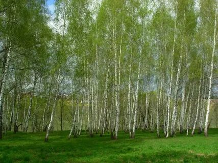 Продам березовую рощу