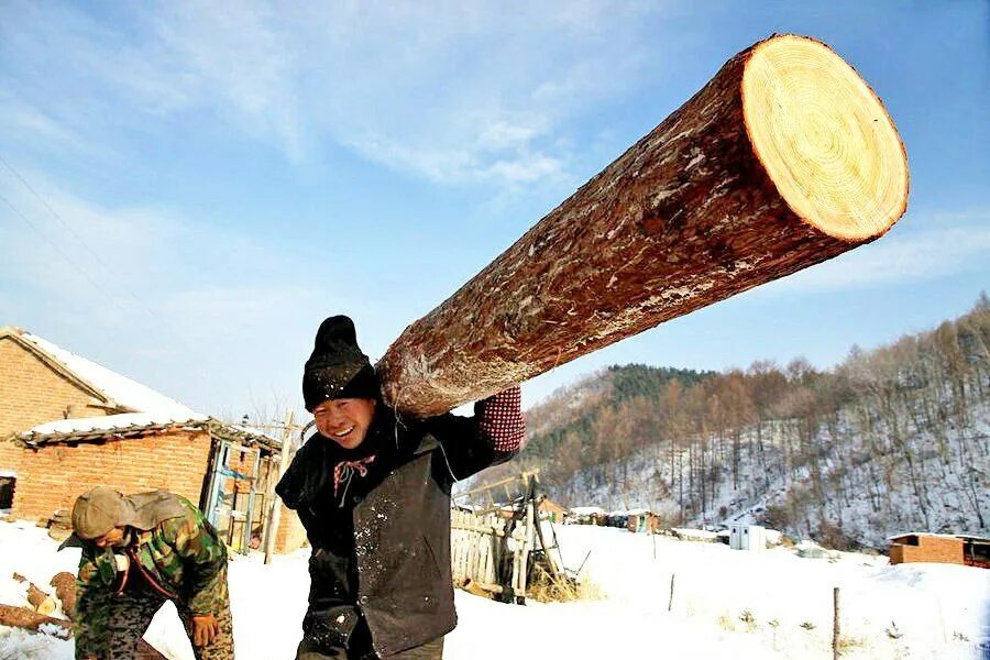 Лесоруб Сибирь. Лесорубы в тайге. Китайская древесина. Китайцы рубят лес. Узбек рубили