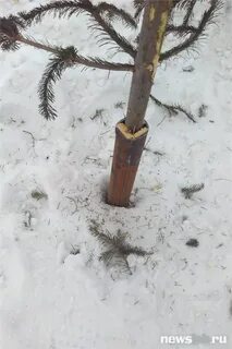 Можно ли есть ствол ели