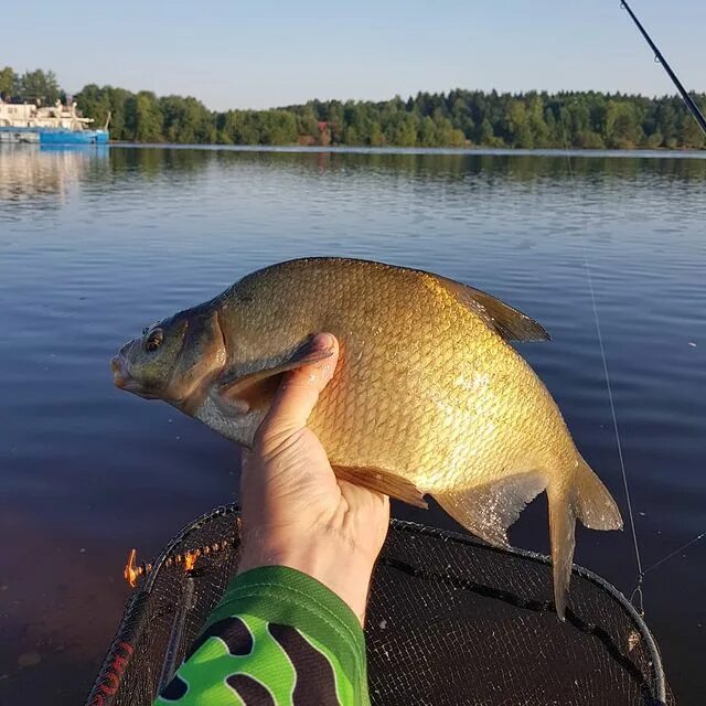 Общество рыболовов вологда. Общество рыболовов вологда. Общество рыболовов вологда. Рыбалка на реке вологда. Сообщество рыбаков вологодской области в контакте.