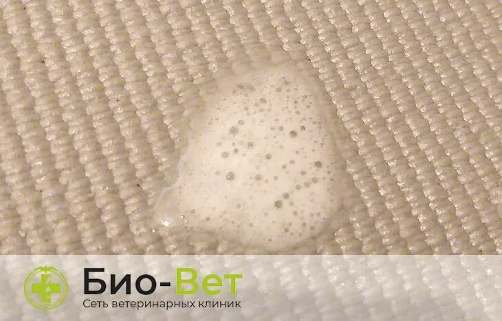 Кот рыгнул желтой жидкостью. Котенка вырвало пеной. Кошка блюет желтой жидкостью. Кошку вытошнило желтым. Кошка блюет белой пеной.