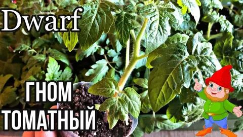 Рассада помидор гномов