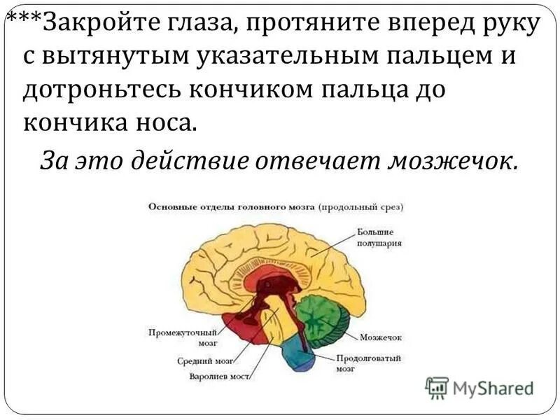 Мозг с подписями отделов. Закройте глаза и дотроньтесь рукой до кончика носа. Функции мозгового отдела. Пальценосная проба отдел мозга.