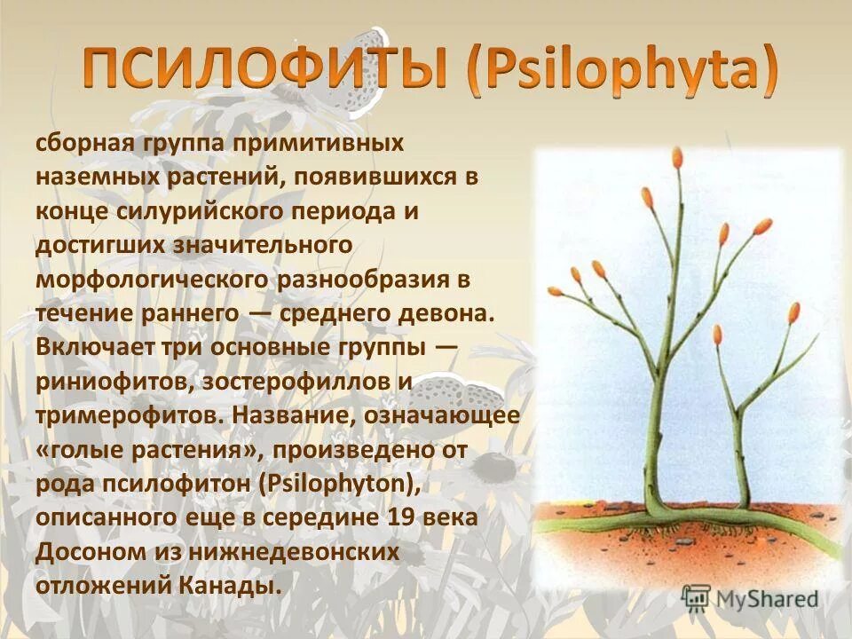 когда появились наземные растения. риниевые псилофиты. псилофиты мезозой. риниофиты силур. псилофиты и риниофиты.