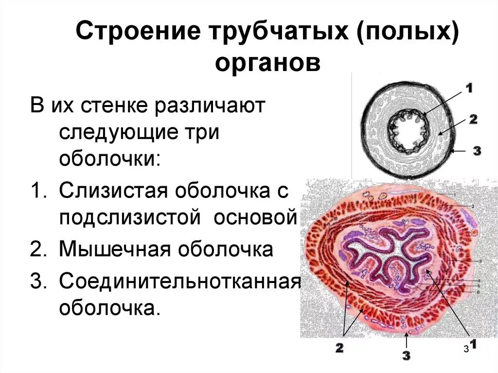 Трубчатый орган 5. Принципы строения полых органов анатомия. Схема поперечного среза стенки трубчатого органа. Строение стенок трубчатых внутренних органов. Общий план строения трубчатых органов.