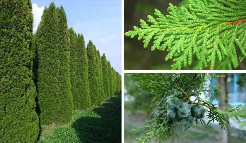Туя и можжевельник отличия. Туя кипарисовик. Чем отличаются туи. Можжевельник кипарисовик тис. Шишка туи и кипариса.