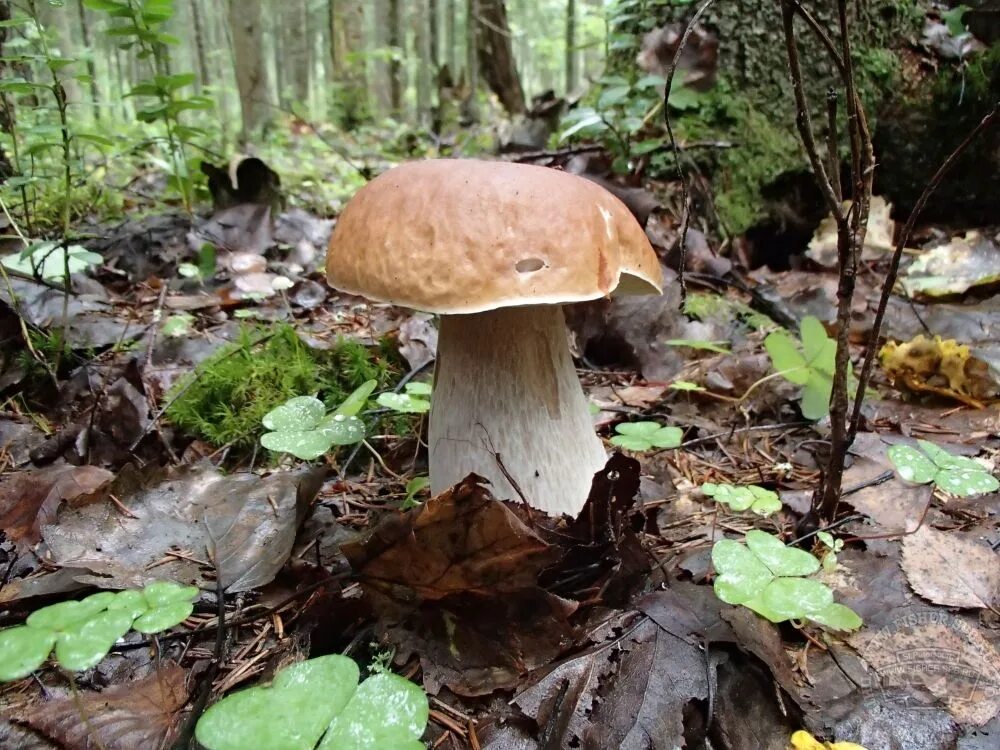 Ложный масленок лиственничный. Несъедобные опята ленинградской области. Грибы в дикой природе. Грибы широколиственного леса. Грибы лиственного леса.