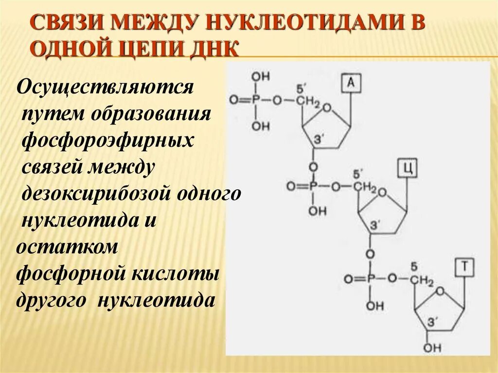 Соединение нуклеотидов днк. Связь между нуклеотидами. Соединение между нуклеотидами. Связи между нуклеотидами в ДНК. Образование связи между нуклеотидами.