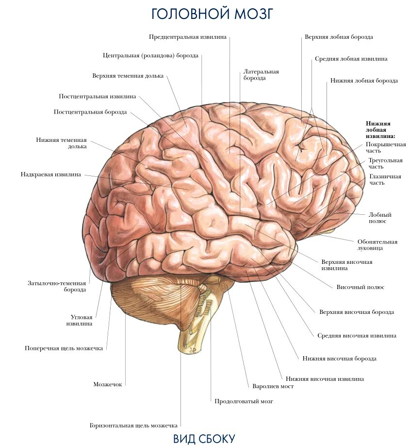 Складчатая поверхность головного мозга. Желудочки головного мозга анатомия. Головной мозг сбоку анатомия. Головной мозг строение анатомия атлас. Наружное строение головного мозга.