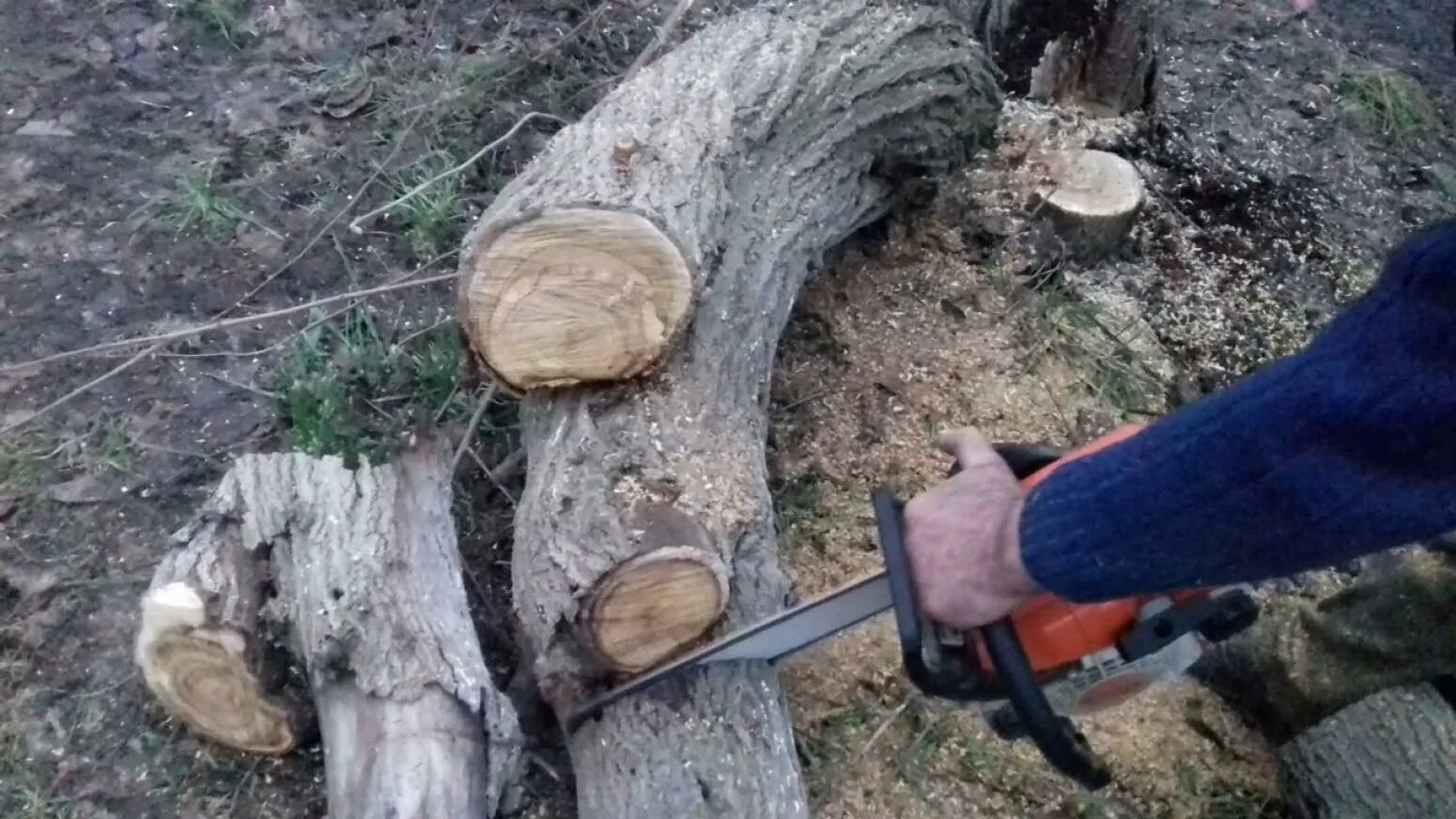 Пилим валежник