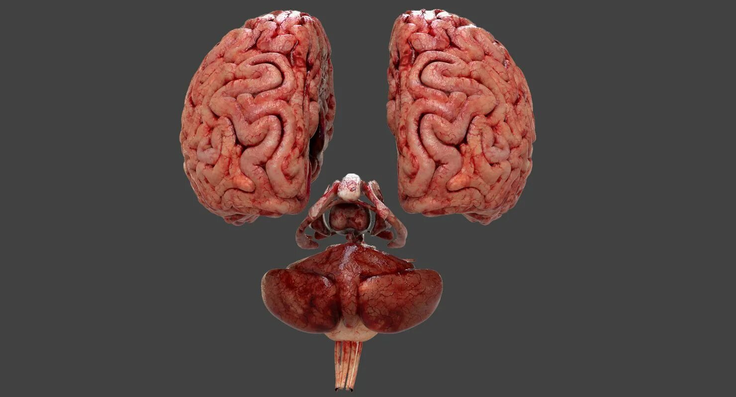 Последний мозг. Головной мозг 3d модель.
