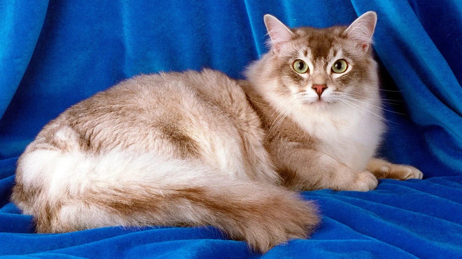 Кот породы шантильи Тиффани. Бурмилла длинношерстная. Бурмилла кошка длинношерстная. Шантильи (Тиффани-шантильи).