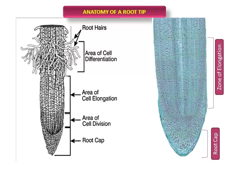 Root tip. The structure of the plant root. root anatomy. root zones. схема root ca.