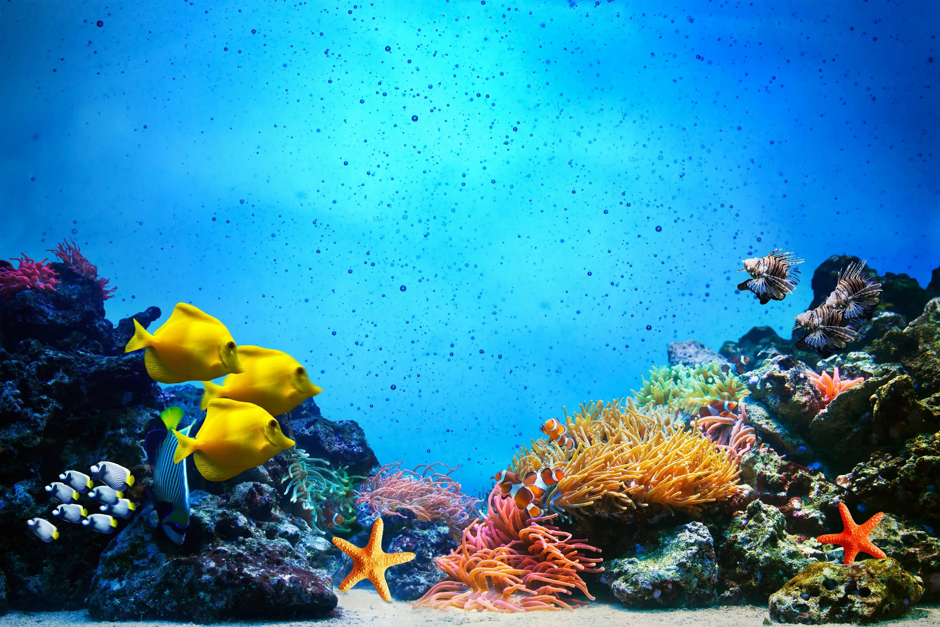 Underwater life. Подводный мир. Подводная фотосессия. Underwater life. Подводный заповедник жак кусто.