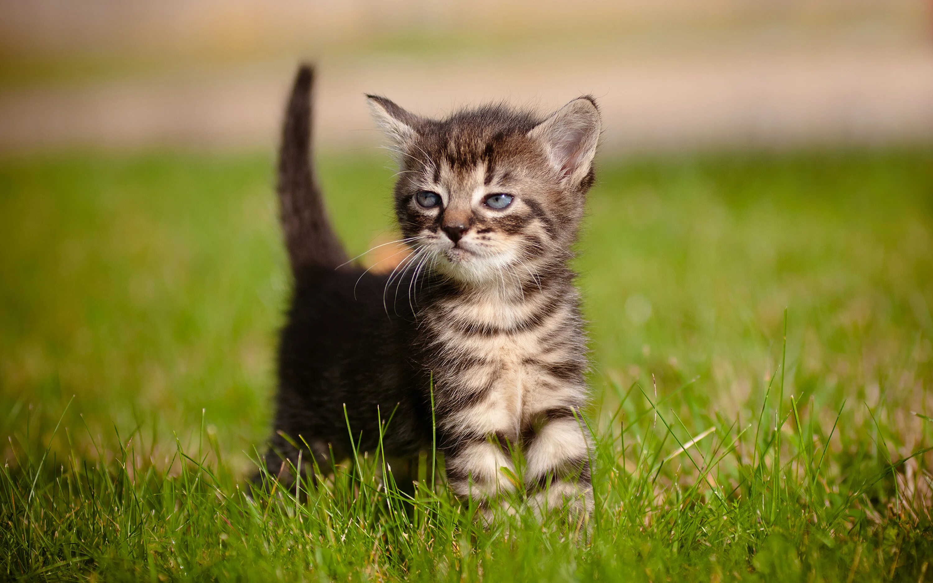 Звуки мяукающих котят