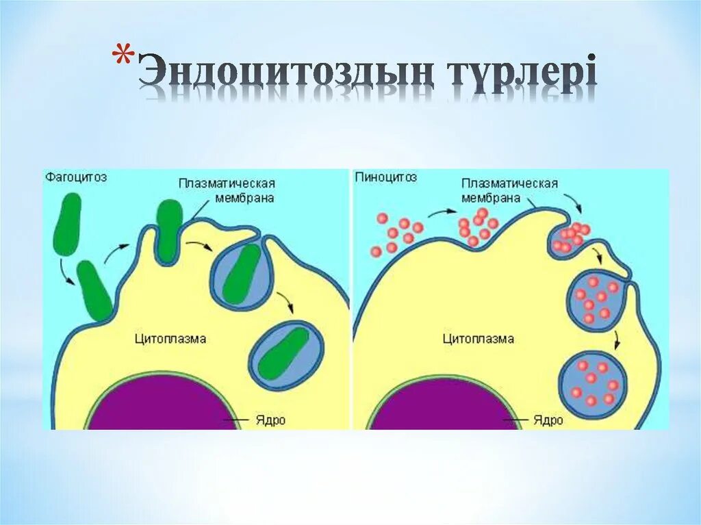 Эндоцитоз транспорт. Схема фагоцитоза и пиноцитоза. Экзоцитоз и пиноцитоз. Рисунок фагоцитоза и пиноцитоза.