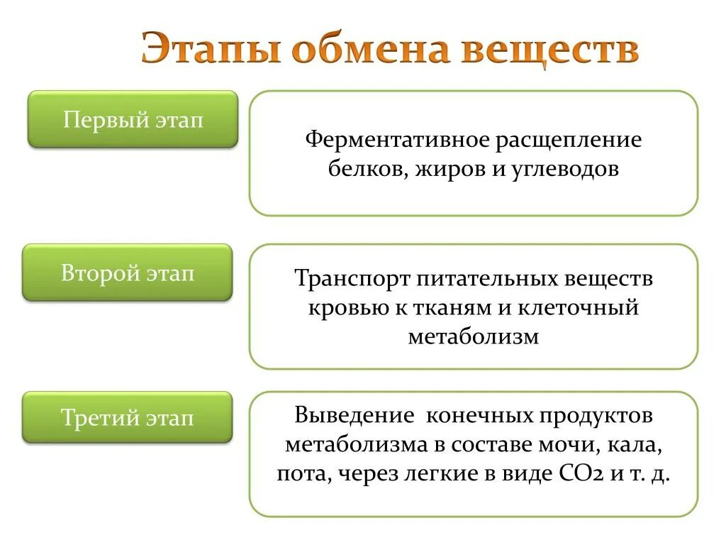 Три основные стадии. Назовите основные этапы обмена веществ.. 2. Основные этапы обмена веществ в организме. Каковы этапы обмена веществ. Стадии(этапы) обмена веществ:.