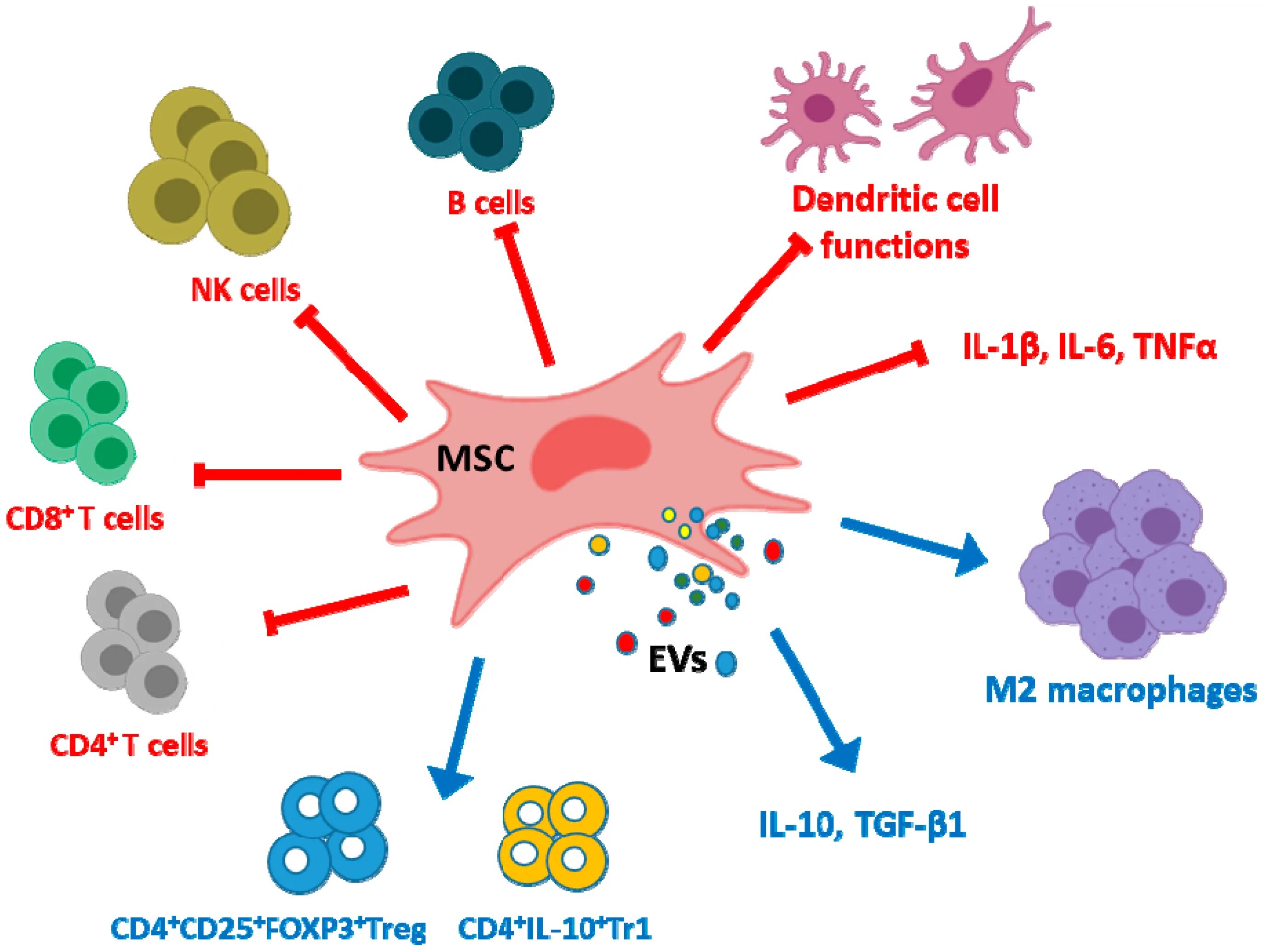 Ms cell. Mesenchymal cells. mesenchymal stem cells. extracellular vesicles. мезенхимные стволовые клетки.