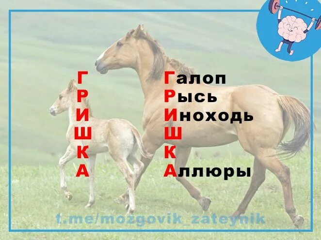 галоп аллюр лошади схема. рысь галоп. конь галопом. шаг рысь галоп и иноходь. аллюр походка лошади.