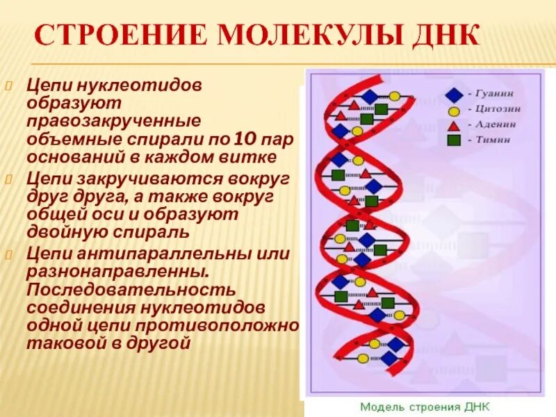 Как называется принцип расположения нуклеотидов. Опишите строение ДНК. Опишите структуру ДНК. Молекула ДНК структурные компоненты. Структурная организация молекулы ДНК.