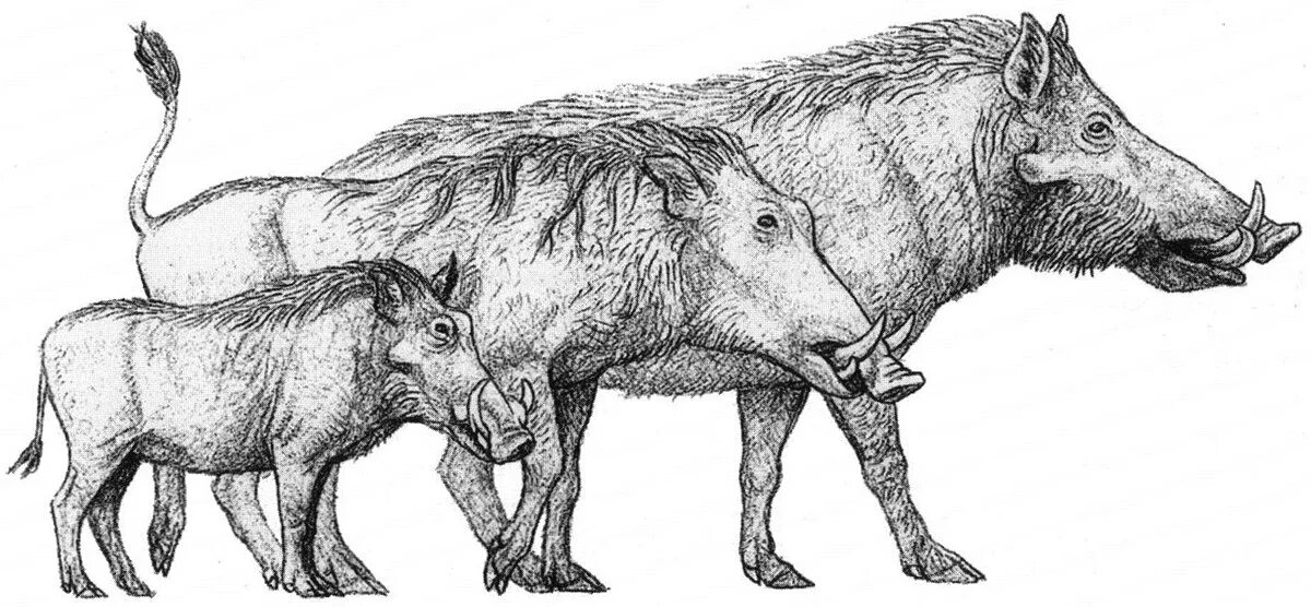 Вымерший гигант 9 букв сканворд. Metridiochoerus andrewsi. Доисторическая свинья. Предок свиньи. Предок кабана.