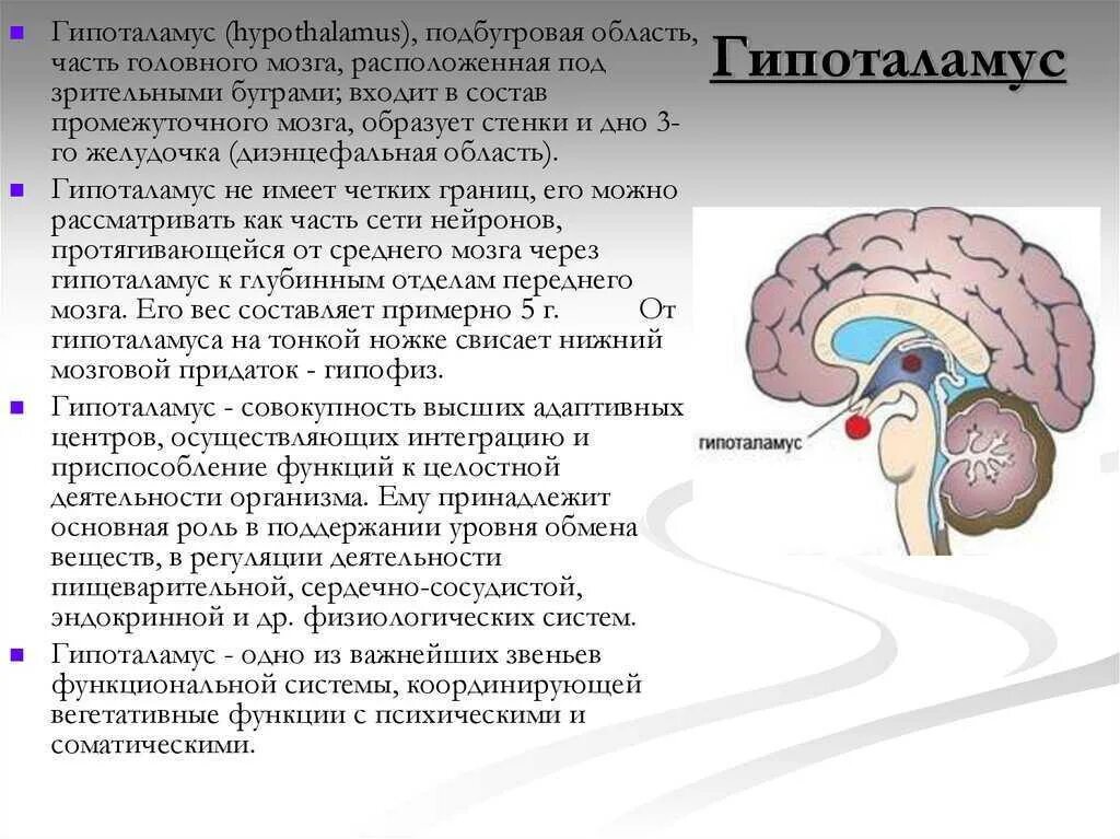 Гипофиз как улучшить его. Гипофиз эпифиз таламус. Функции отделов головного мозга гипоталамус. Функции промежуточный мозг: гипоталамус головного мозга. Структура промежуточный мозг гипофиз.