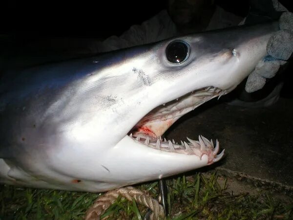 Акула мако опасна ли для человека. Акула-мако (серо-голубая акула). Серо голубая акула мако. Акула мако скорость.