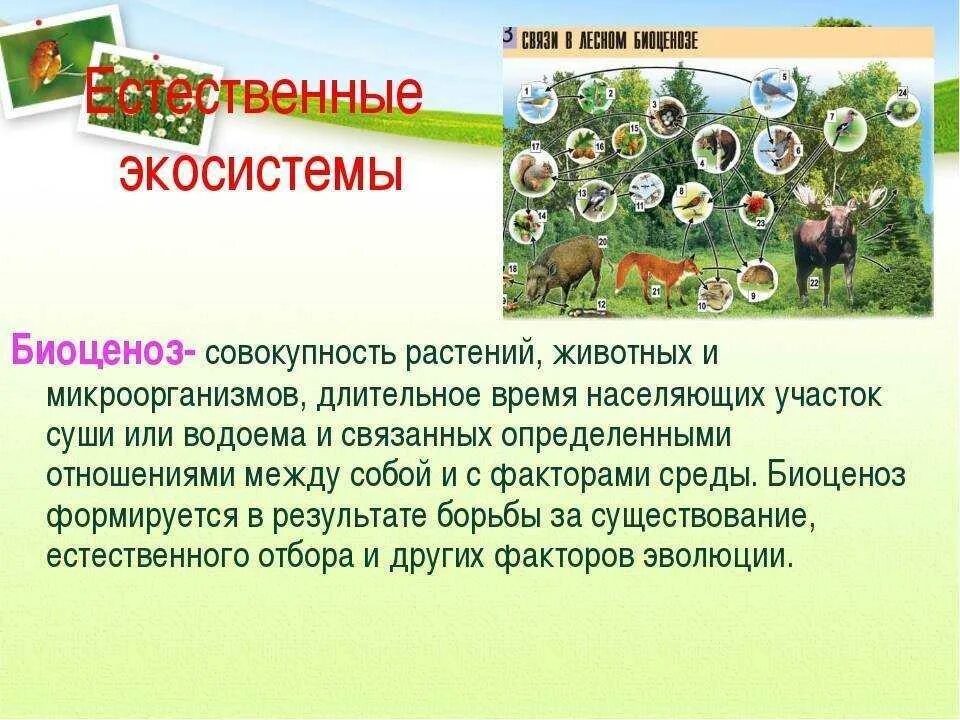 С какими природными сообществами схожа искусственная. Экосистема растительных сообществ. Живые организмы экосистемы. Биогеоценоз растений. Лесная экосистема.