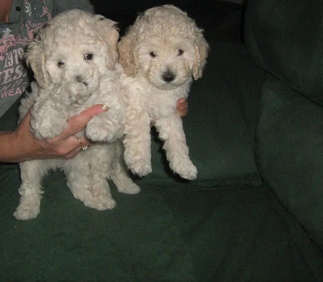 щенки белого пуделя. карликовый пудель белый щенок. щенки белого пуделя. карликовый пудель белый. пудель карликовый марилд.